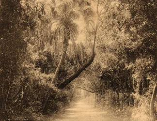 Brickell Hammock, Florida, c.1910
